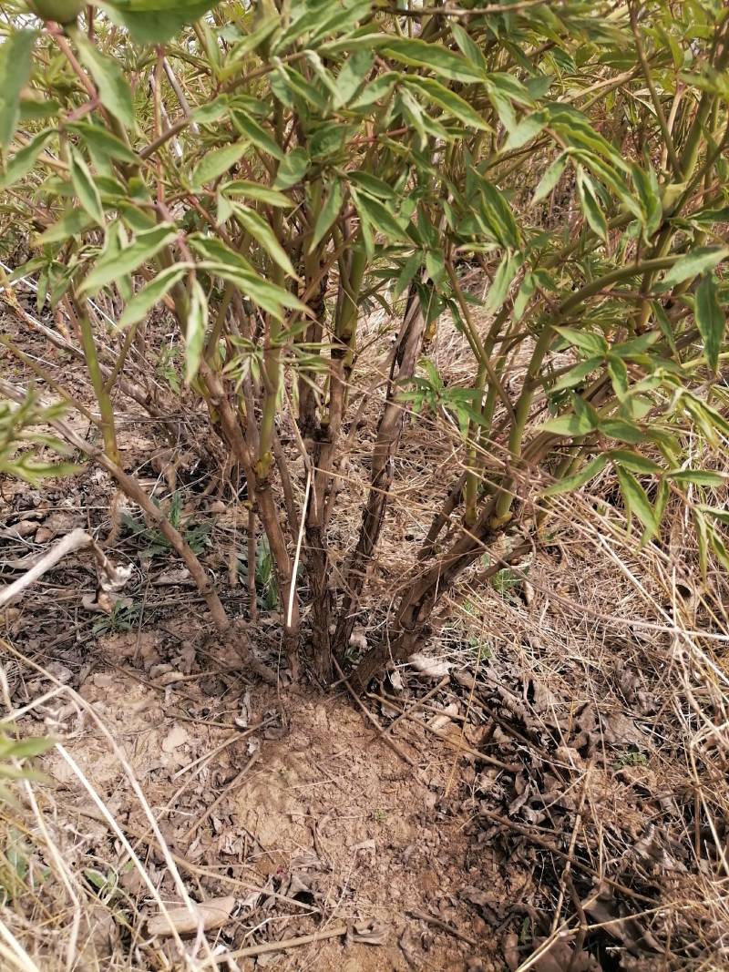 四年牡丹树，多年牡丹树，免费提供技术，批发零售需要的联系