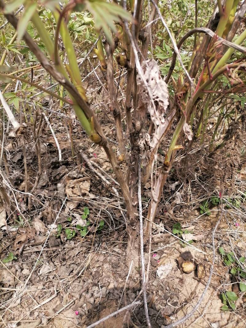 大杆油用牡丹苗5-7年，50-70公分高