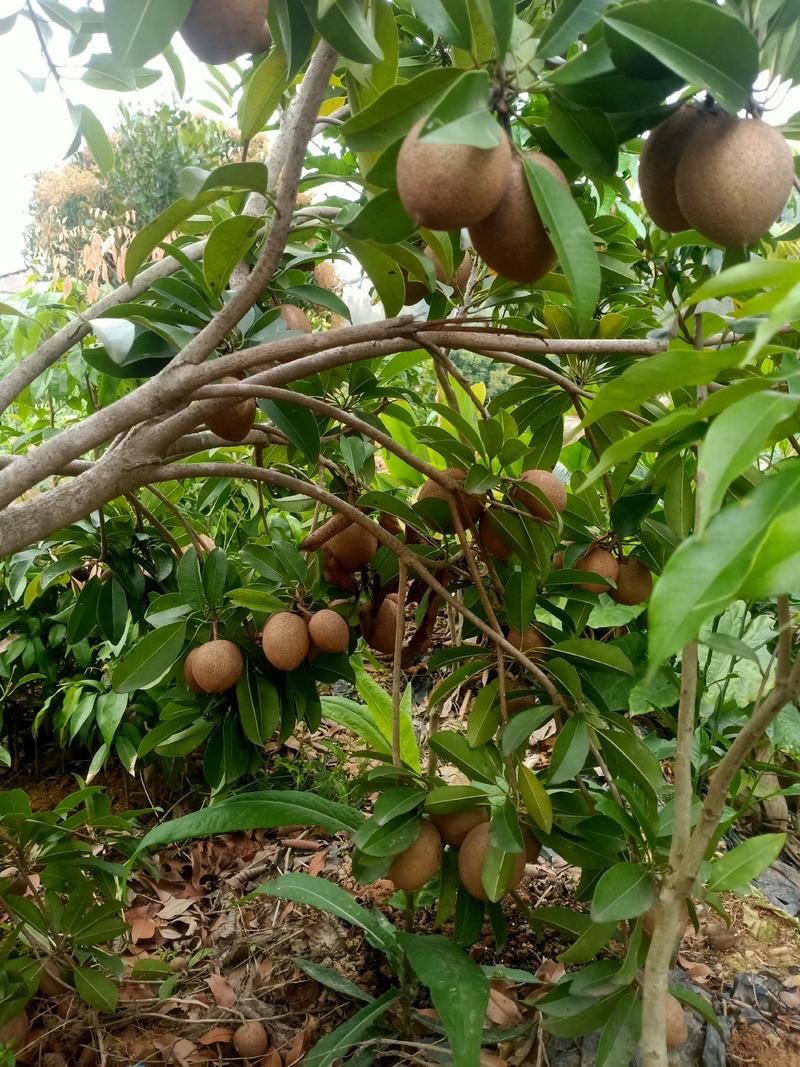 人心果苗优质品种水果王超甜盆栽地栽香瓜茄人参果苗当年挂果