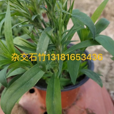 杂交石竹，自家种植基地量大，需要老板电话询价
