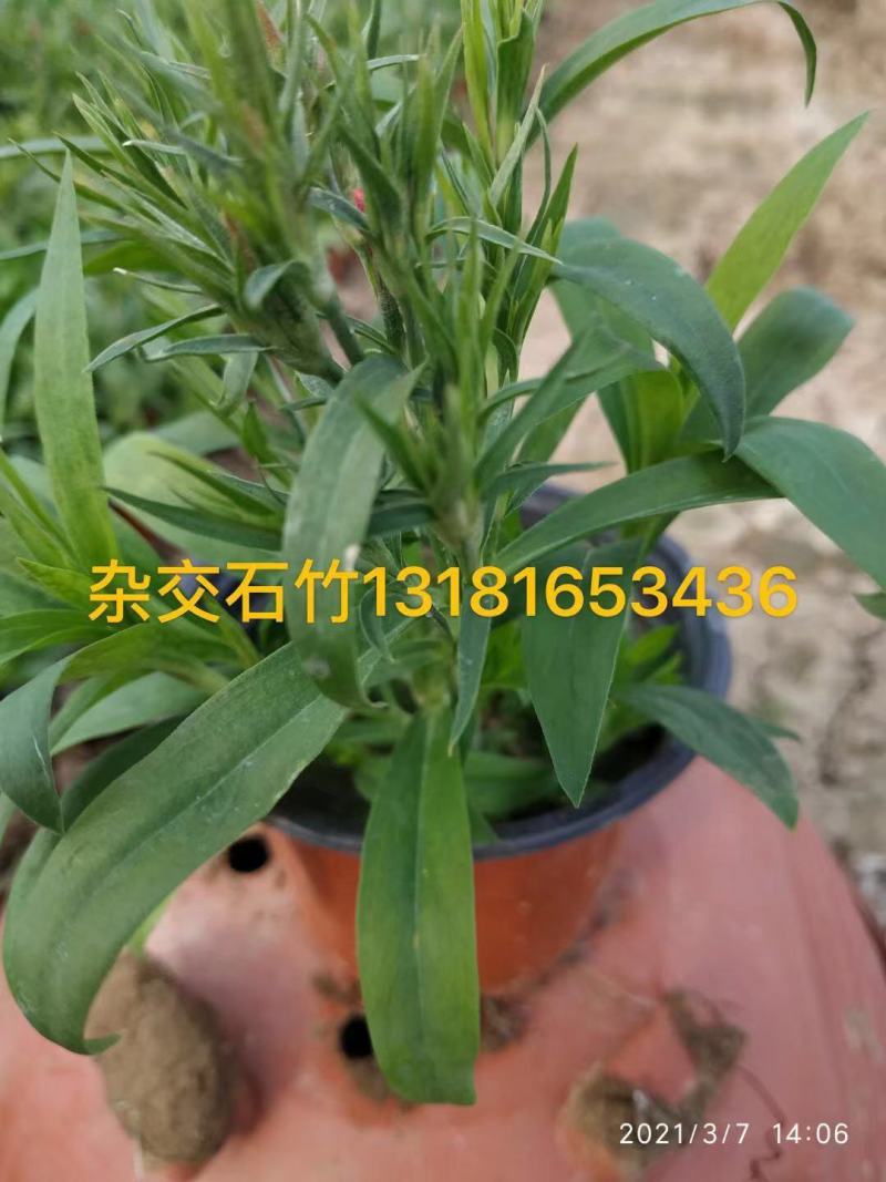杂交石竹，自家种植基地量大，需要老板电话询价