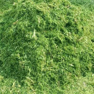 有搞全株青储或者黄储的老板能联系一下！茶水准备好了