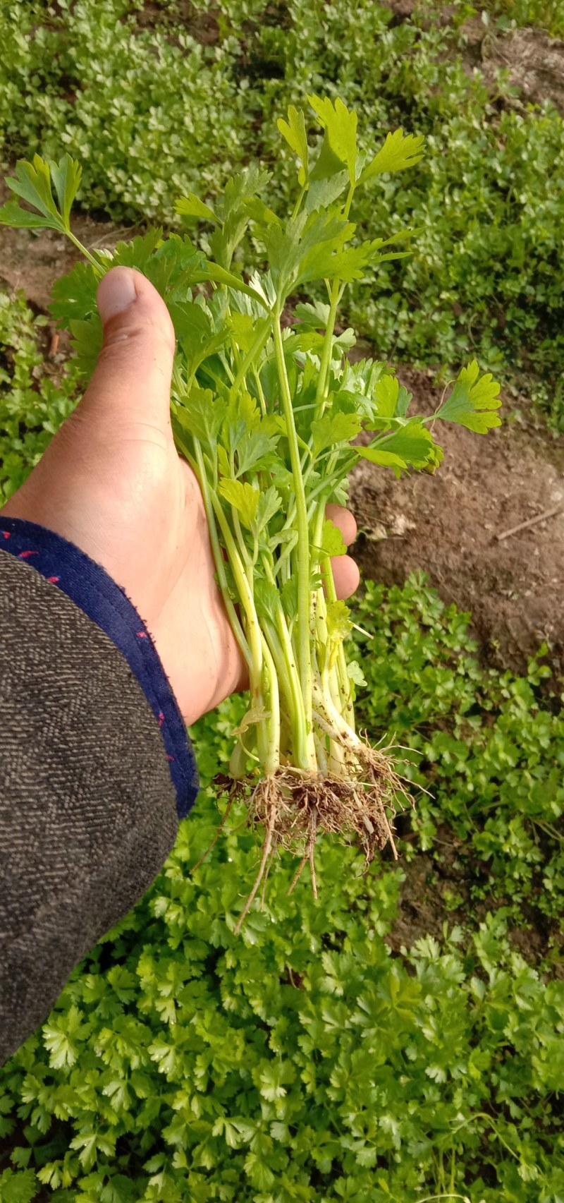 芹菜芽，芹菜苗。小香芹！