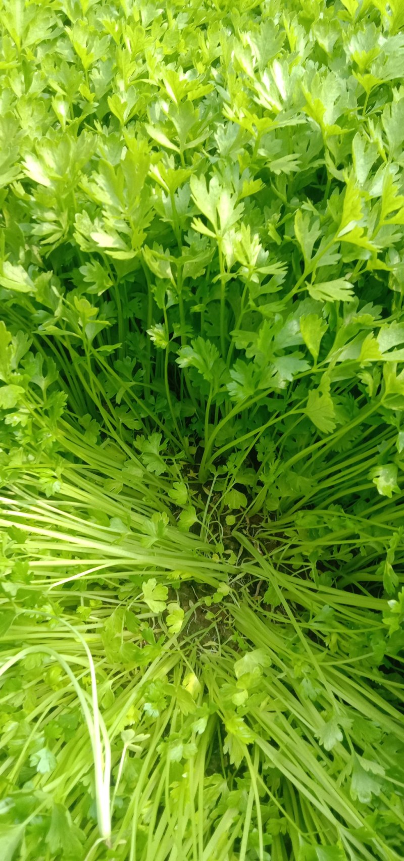 芹菜芽，芹菜苗。小香芹！