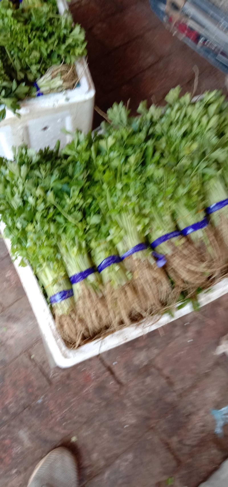 芹菜芽，芹菜苗。小香芹！