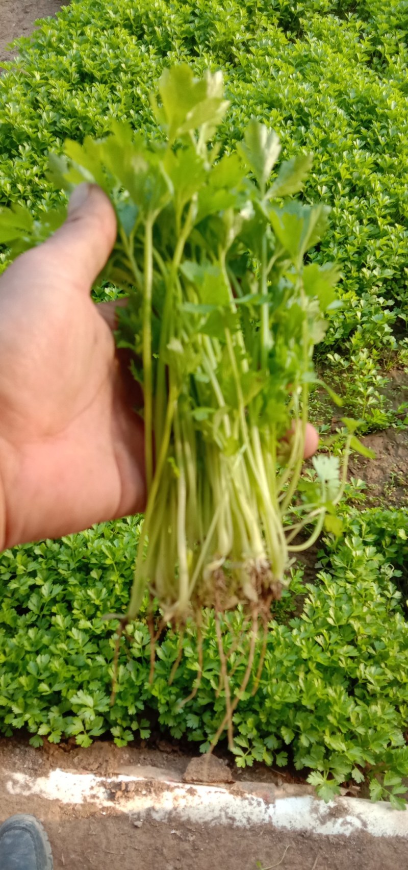 芹菜芽，芹菜苗。小香芹！