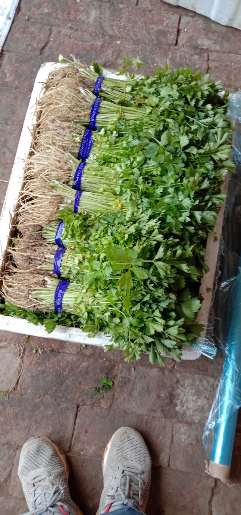 芹菜芽，芹菜苗。小香芹！