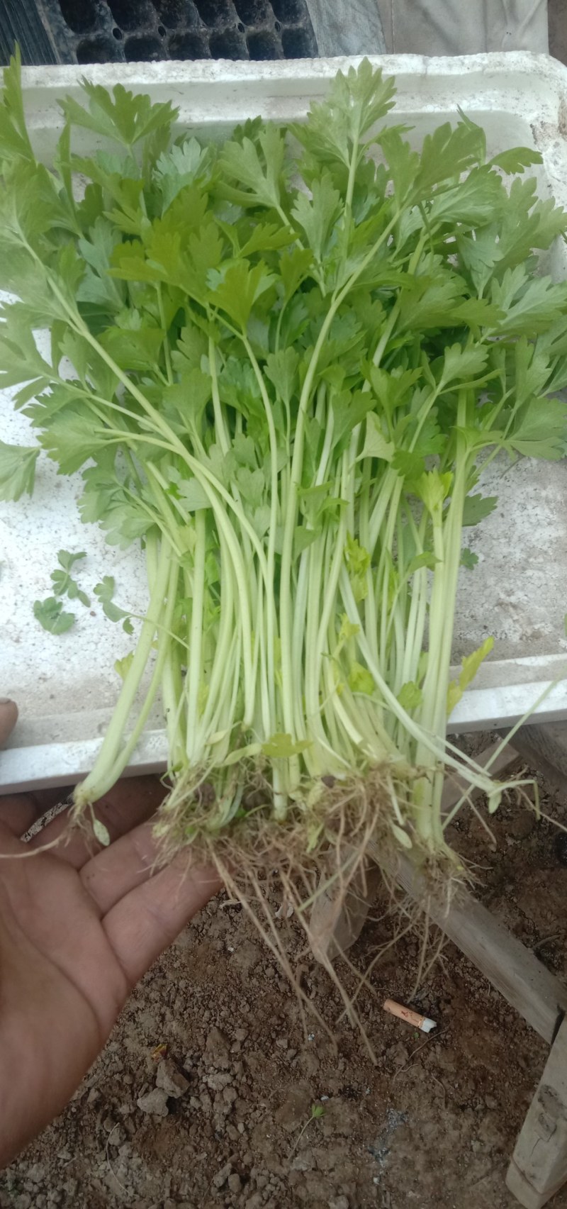 芹菜芽，芹菜苗。小香芹！