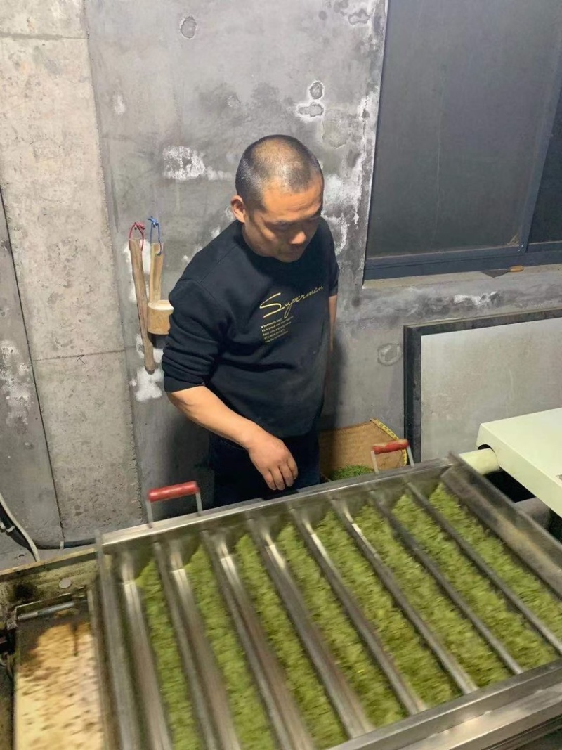 一年一春的白茶又开始啦好山好水有好茶