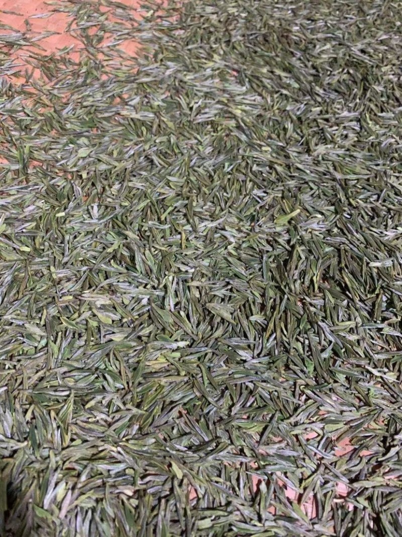 一年一春的白茶又开始啦好山好水有好茶