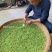 一年一春的白茶又开始啦好山好水有好茶