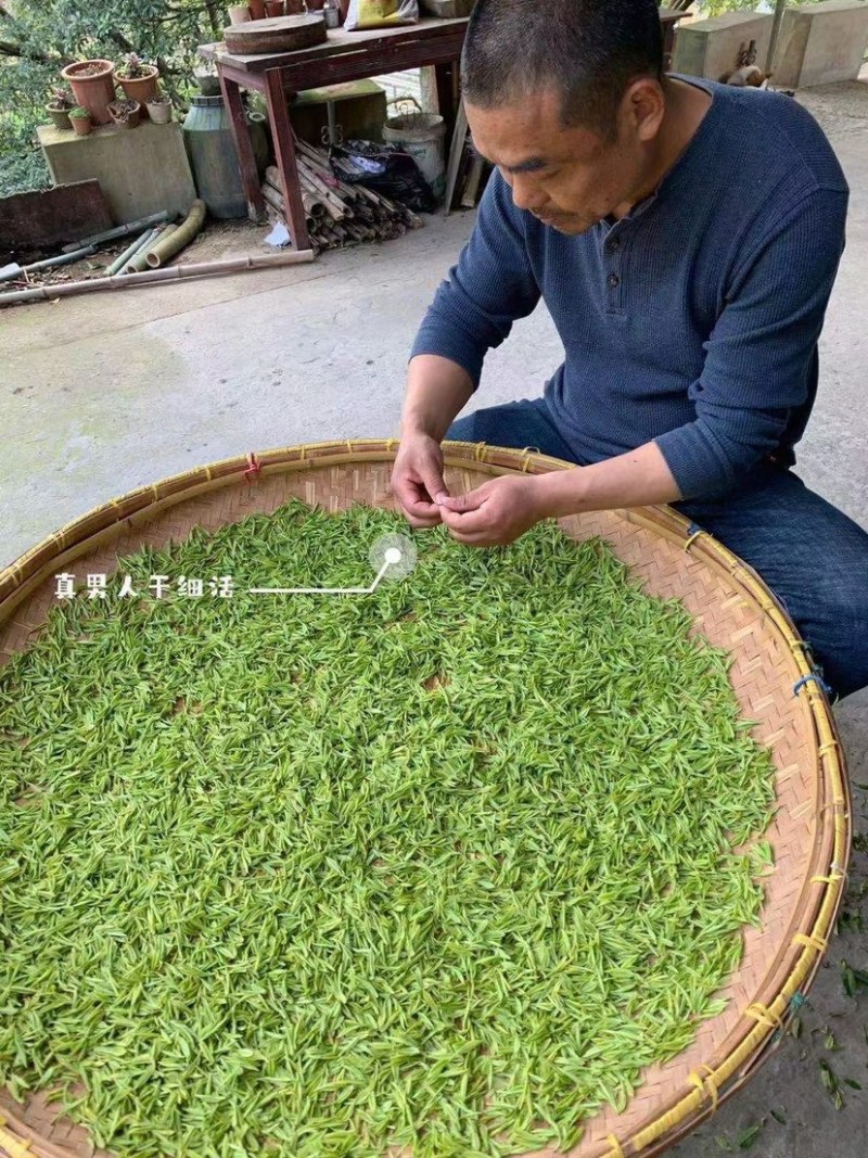 一年一春的白茶又开始啦好山好水有好茶