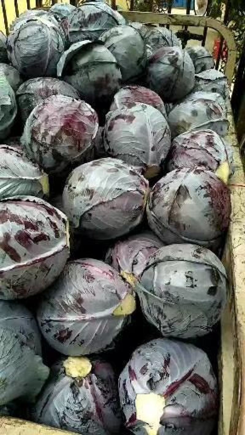 必久公司紫甘蓝种子就是棒