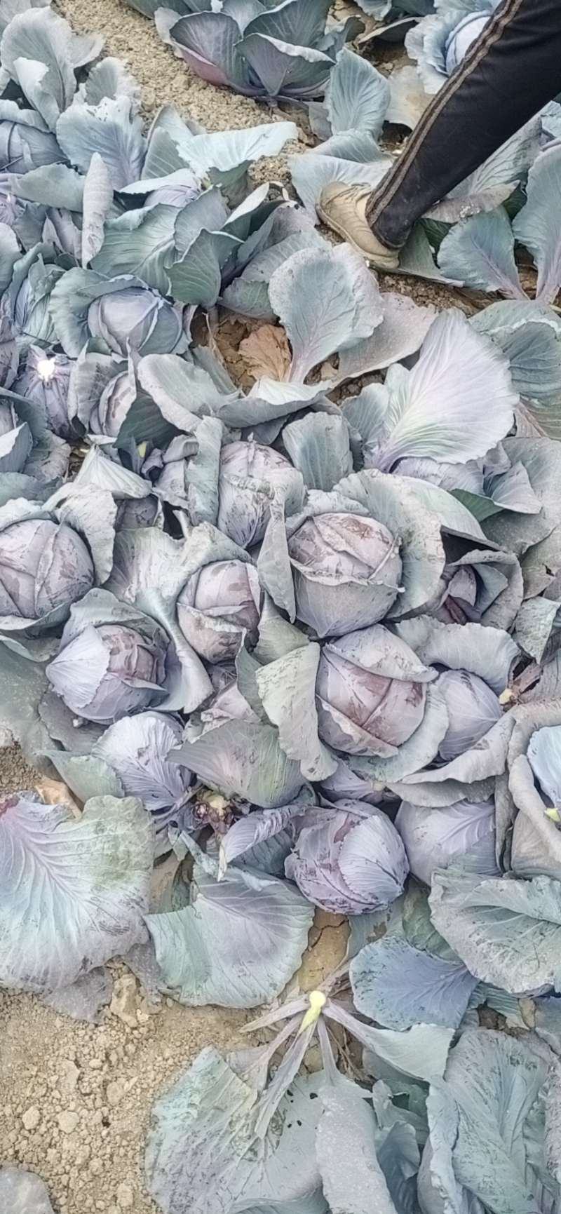 必久公司紫甘蓝种子就是棒