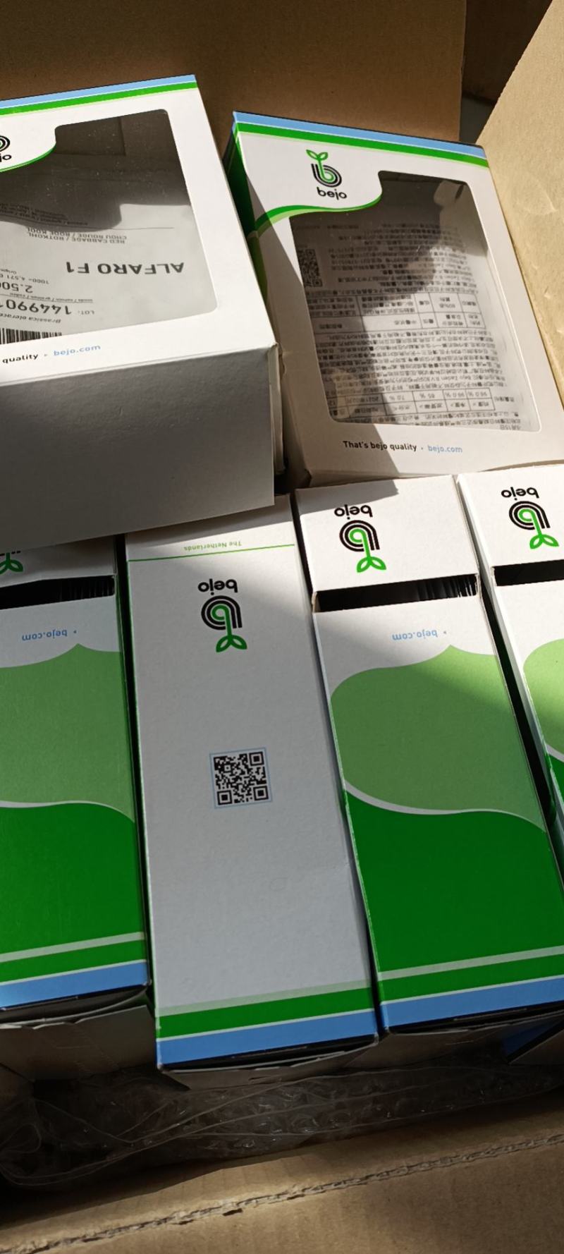 必久公司紫甘蓝种子就是棒