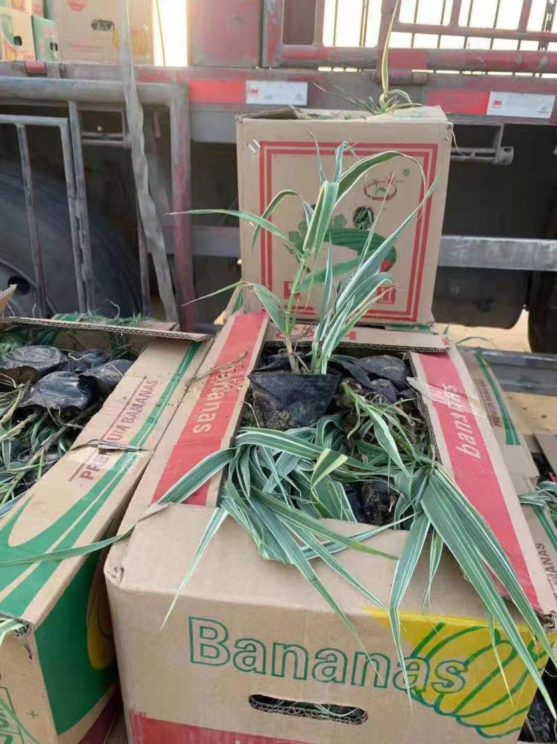 花叶芦竹营养钵花叶芦竹山东青州水生植物种植基地