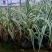 花叶芦竹营养钵花叶芦竹山东青州水生植物种植基地