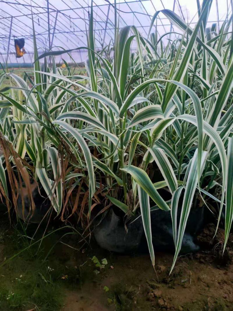 花叶芦竹营养钵花叶芦竹山东青州水生植物种植基地