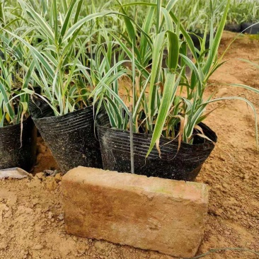 花叶芦竹营养钵花叶芦竹山东青州水生植物种植基地