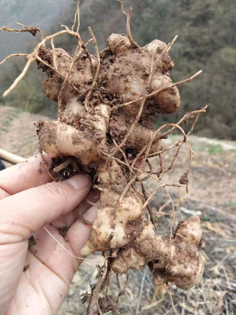 优质黄精种苗出售，四年以上苗。