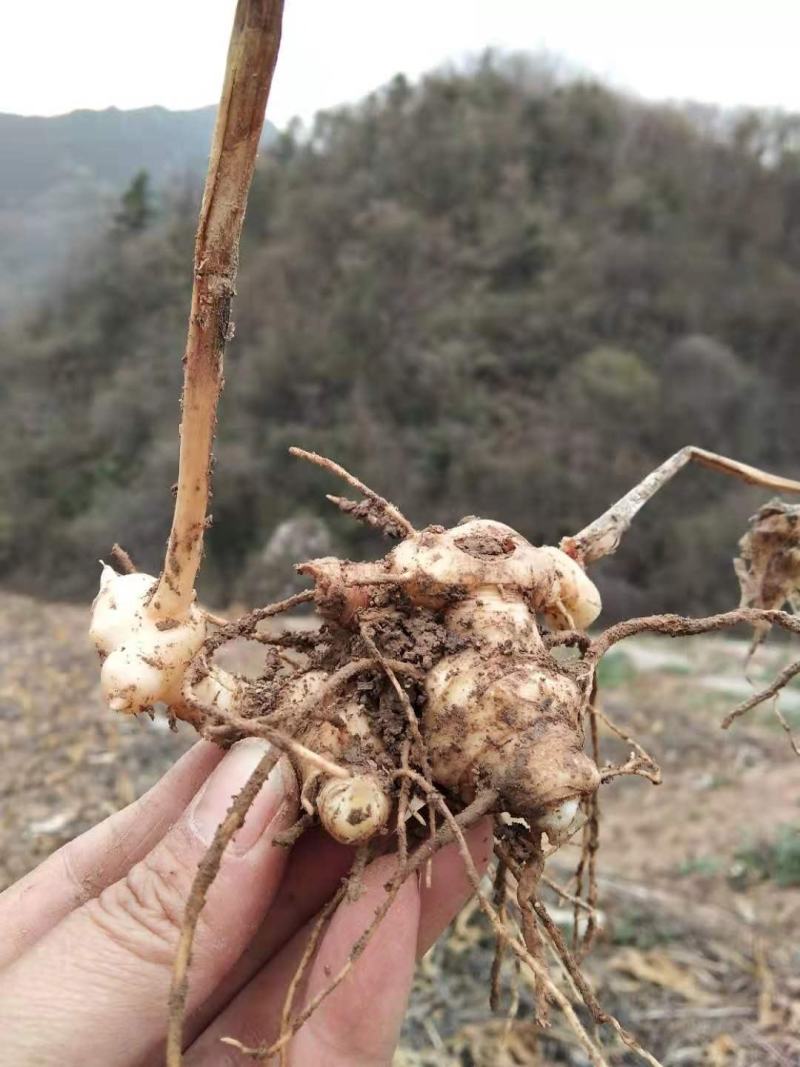 优质黄精种苗出售，四年以上苗。