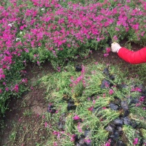 福禄考，自有种植基地，量大，需要老板询价