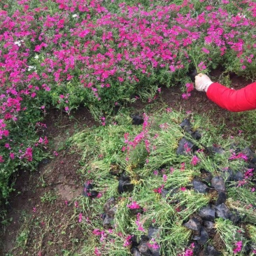 福禄考，自有种植基地，量大，需要老板询价