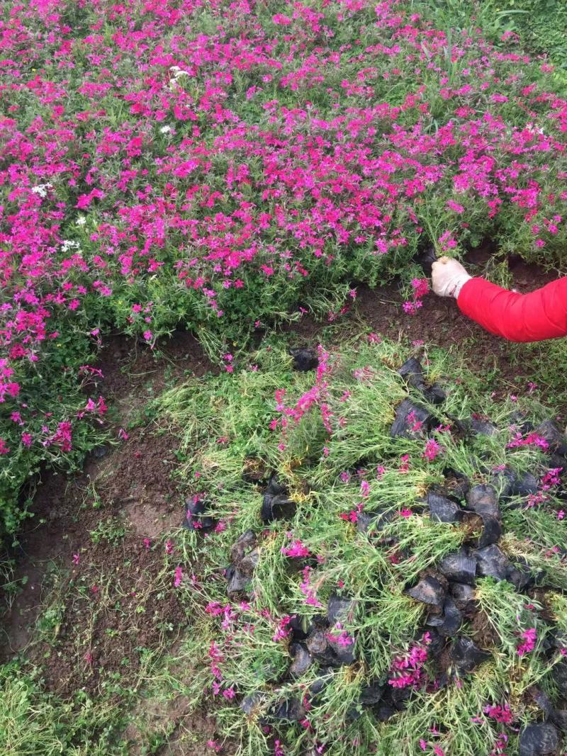 福禄考，自有种植基地，量大，需要老板询价