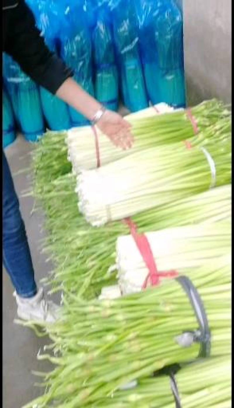 湖南精品洋蒜薹，梗白径粗，口感清香脆甜，买相好。