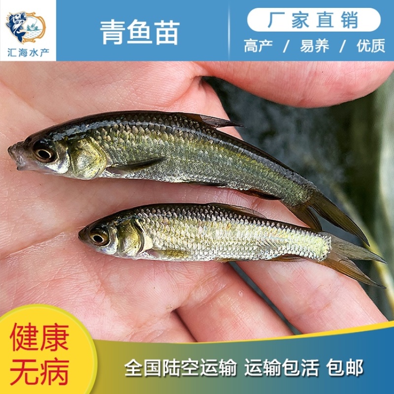 青鱼苗黑鲩鱼苗螺丝青鱼苗渔场直供各种规格