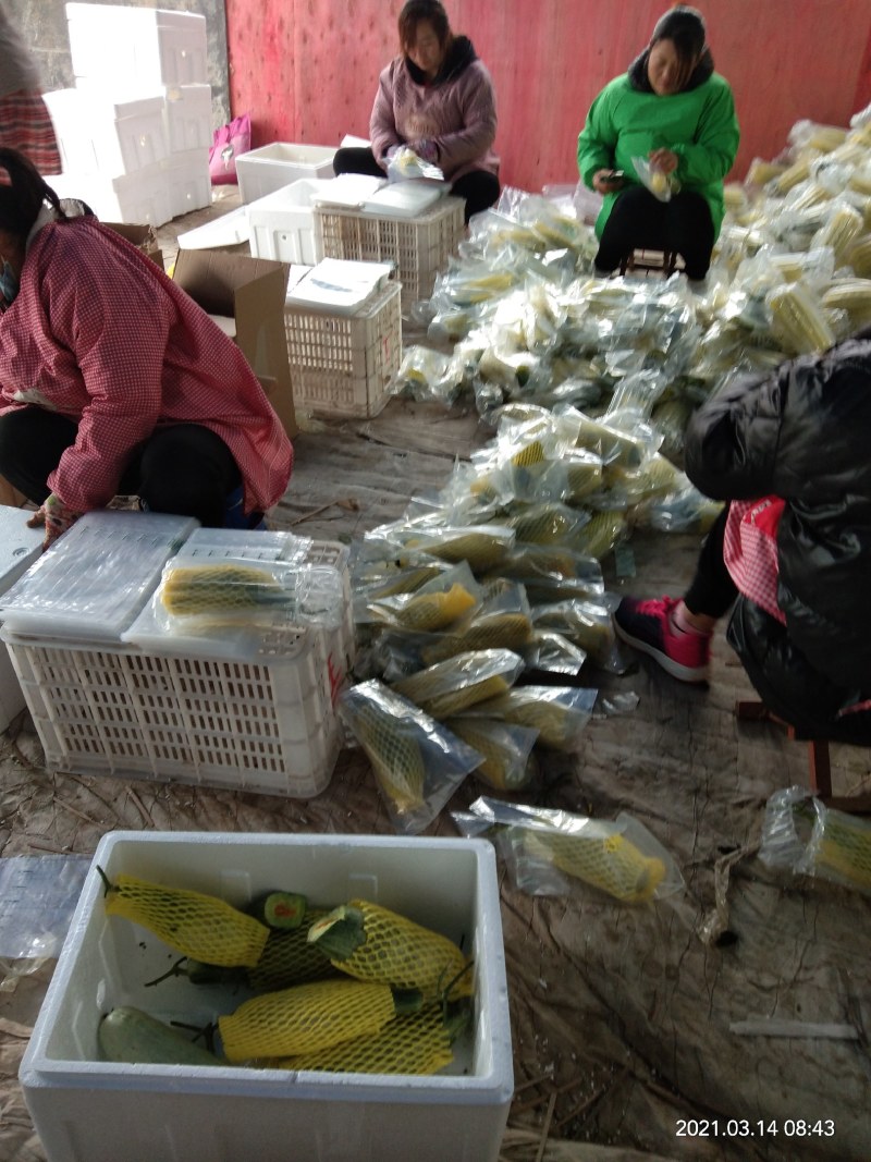 【精品】山东精品博洋61爽脆甜瓜基地，大量供货，欢迎选购