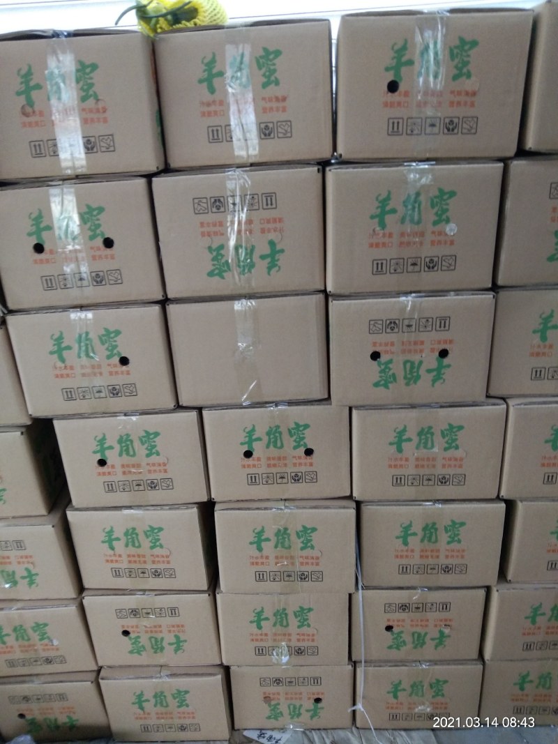 【精品】山东精品博洋61爽脆甜瓜基地，大量供货，欢迎选购