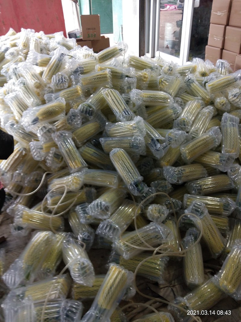 【精品】山东精品博洋61爽脆甜瓜基地，大量供货，欢迎选购