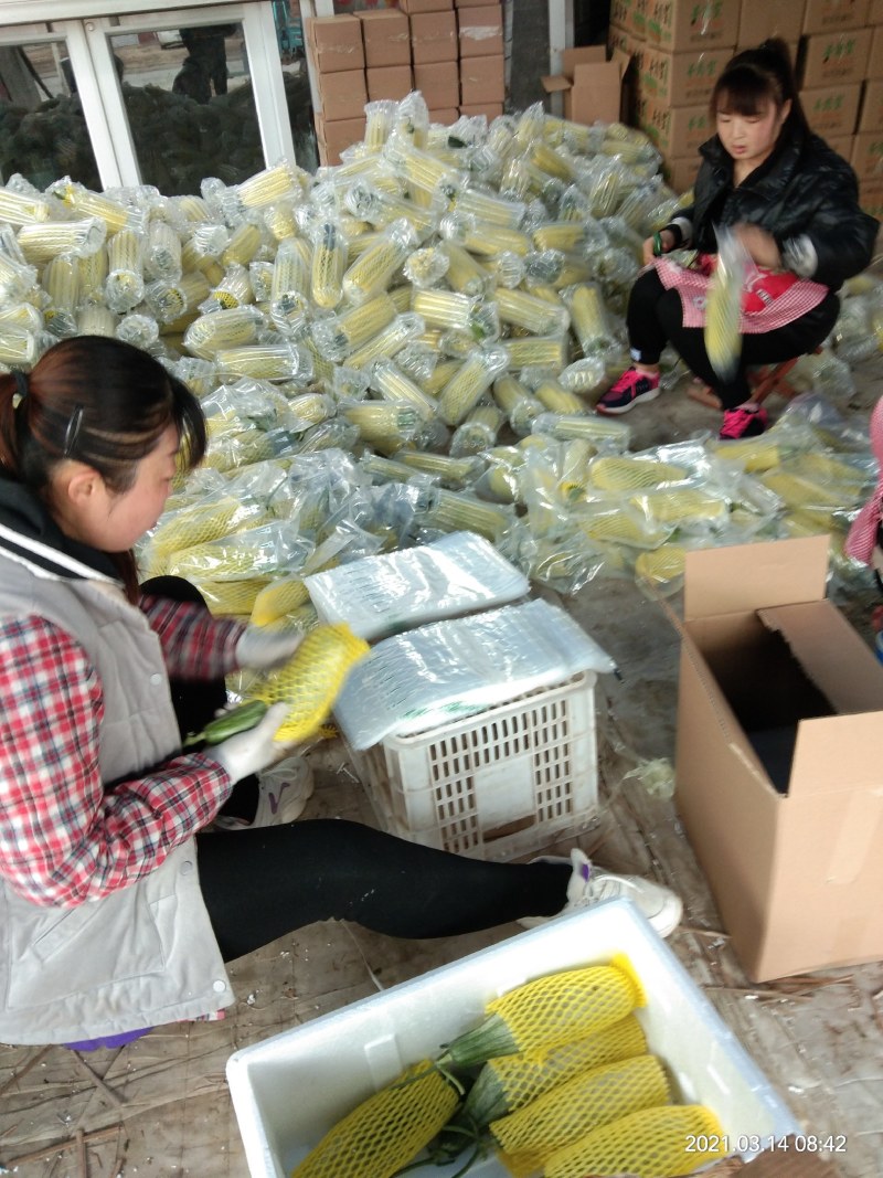 【精品】山东精品博洋61爽脆甜瓜基地，大量供货，欢迎选购