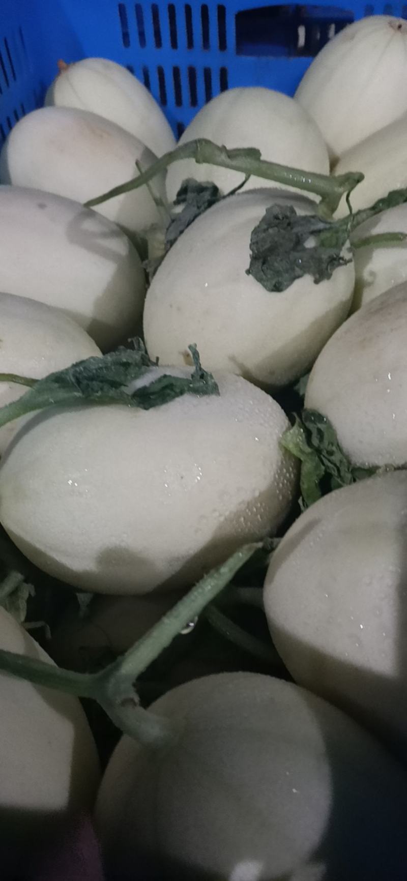 玉菇东方蜜台州三门甜瓜台湾玉菇大量上市2斤以上糖度15度