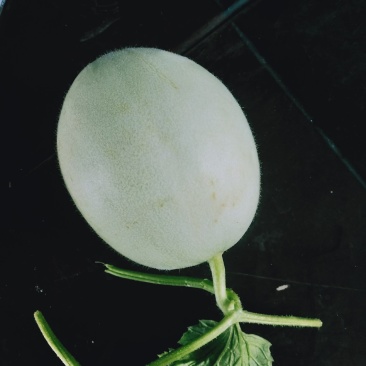 玉菇东方蜜台州三门甜瓜台湾玉菇大量上市2斤以上糖度15度