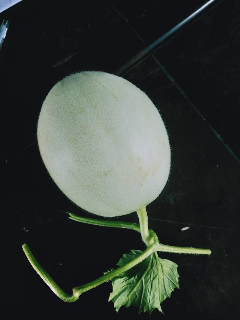 玉菇东方蜜台州三门甜瓜台湾玉菇大量上市2斤以上糖度15度