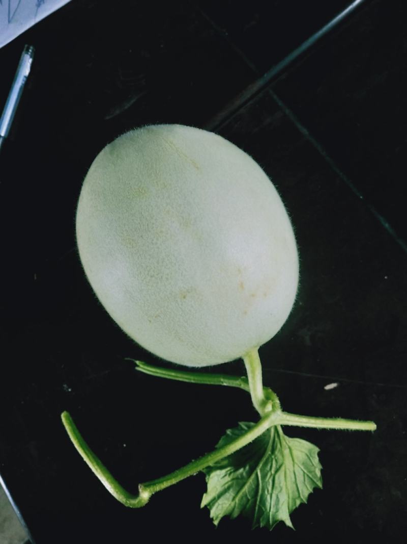 玉菇东方蜜台州三门甜瓜台湾玉菇大量上市2斤以上糖度15度