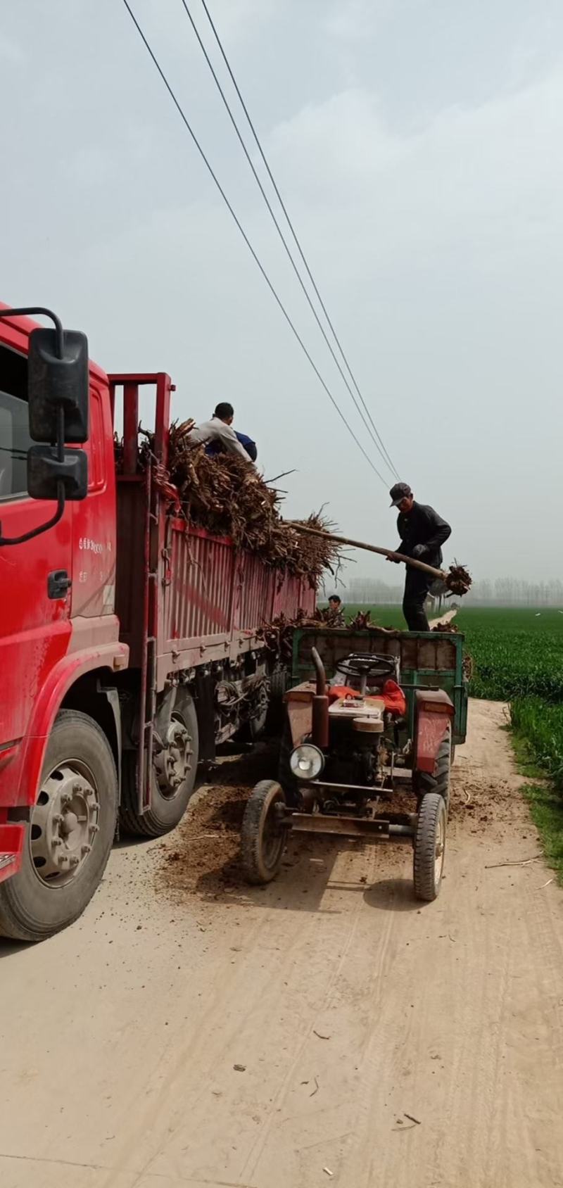 桐树苗，桐树树根质量很好保证质量，