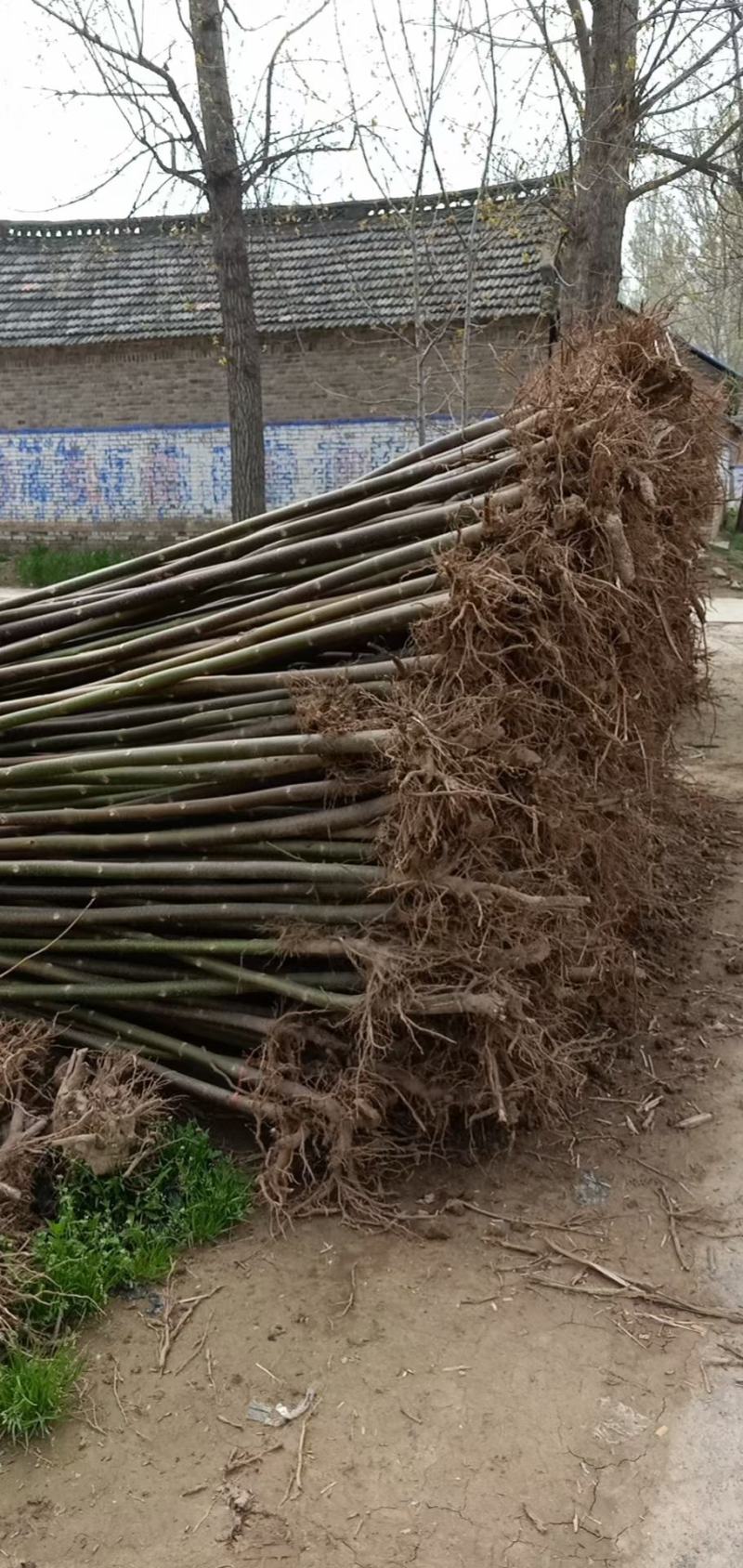 桐树苗，桐树树根质量很好保证质量，