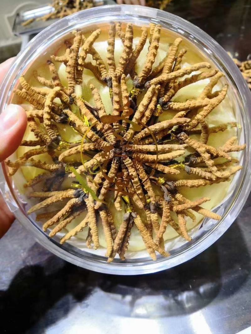 完美配货中心产地青海西宁虫草市场