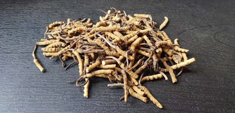 完美配货中心产地青海西宁虫草市场