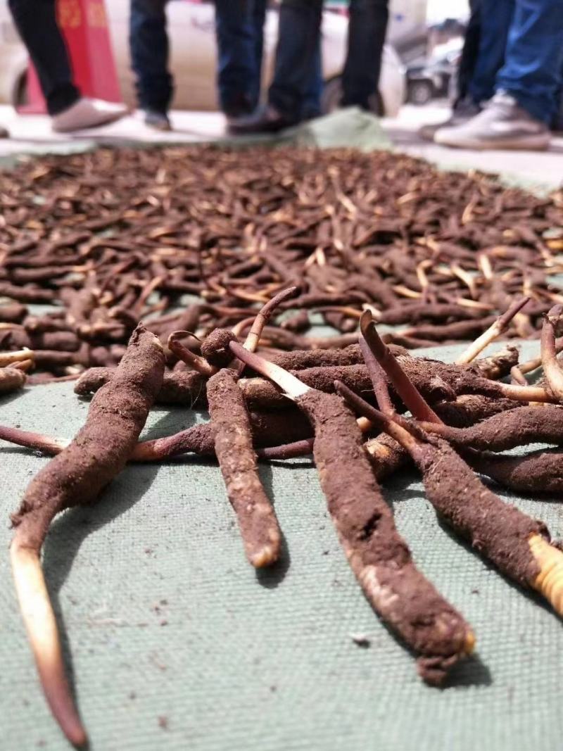 完美配货中心产地青海西宁虫草市场