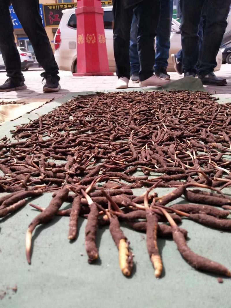 完美配货中心产地青海西宁虫草市场