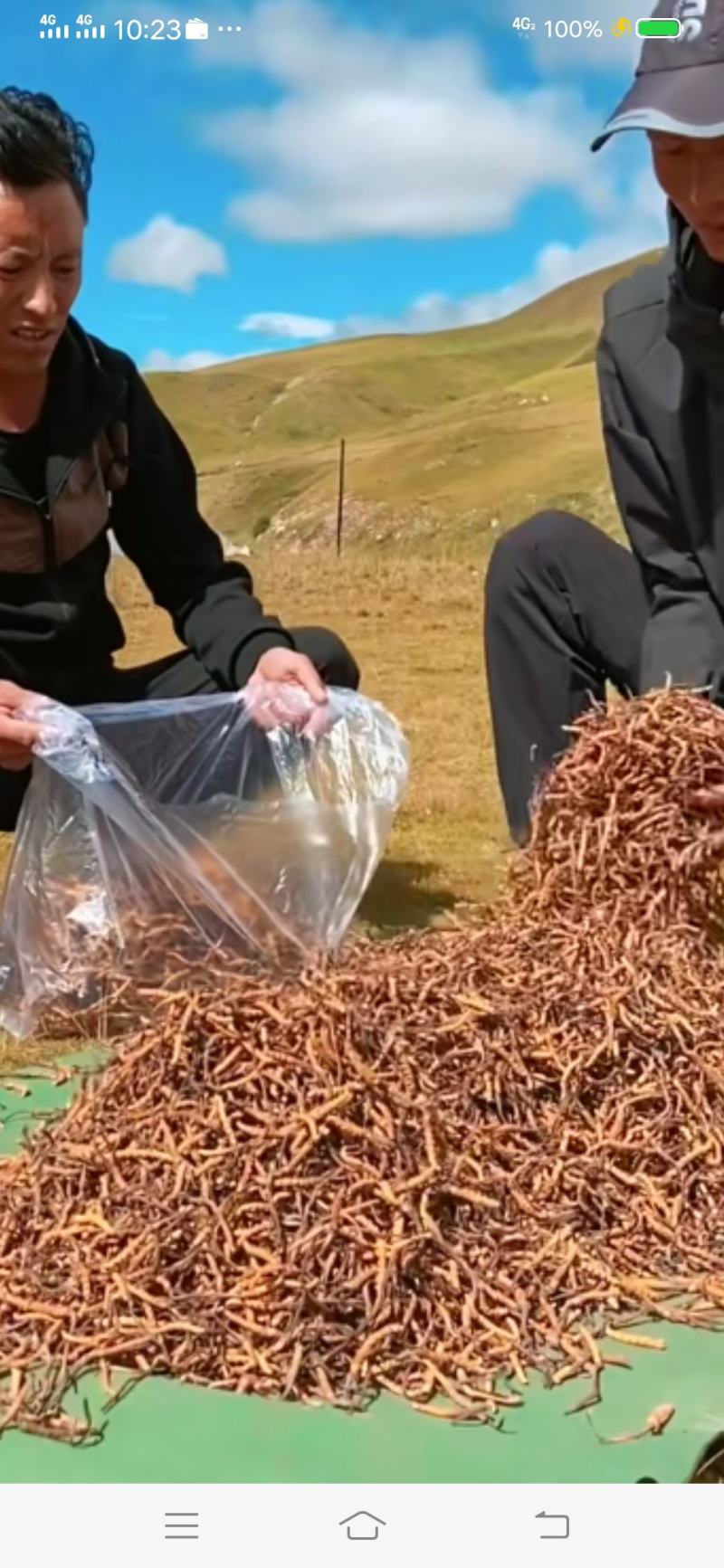 完美配货中心产地青海西宁虫草市场