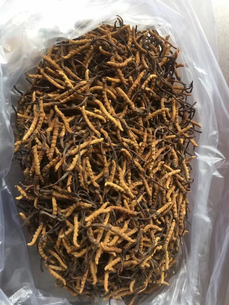 完美配货中心产地青海西宁虫草市场