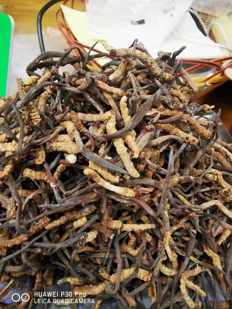 完美配货中心产地青海西宁虫草市场
