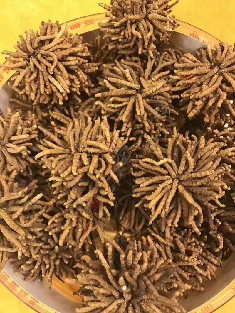完美配货中心产地青海西宁虫草市场