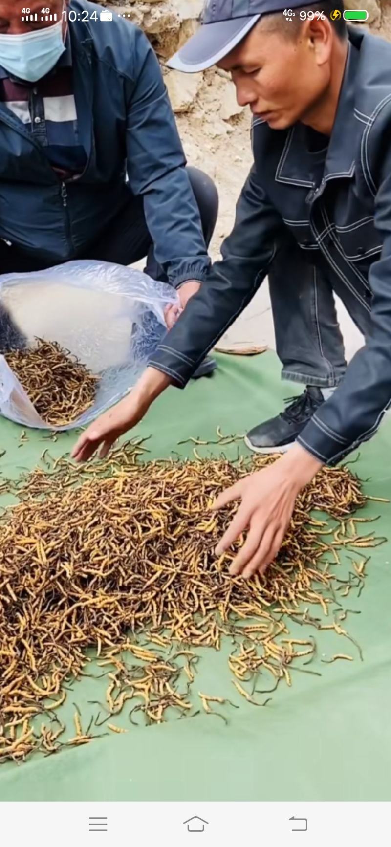 完美配货中心产地青海西宁虫草市场