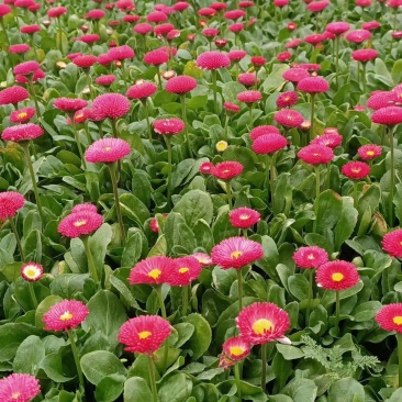 雏菊大量种植需要的老板电话询价价格低质量优